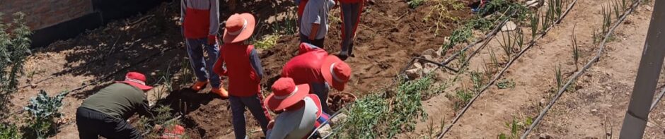 The Phoenix Projects